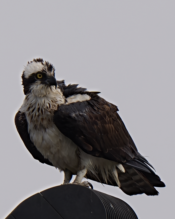 26H02481_ExNR
